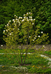 White Magnolia Flower. Big Magnolia bush