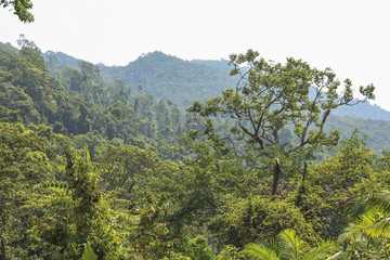 View over the jungle of Koh Chang, Thailand