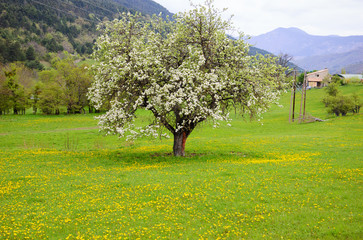 Blossoming fruit tree on the meadow with yellow dandelions. Farm buildings and forested mountains at backgrounds. Spring in French Alps (Alpes de Haute Provence)
