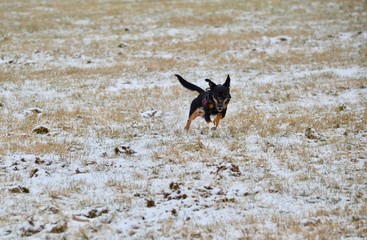 Hund, Hunde, Pet, Pets, Animal, Pinscher, Jagdhund, 