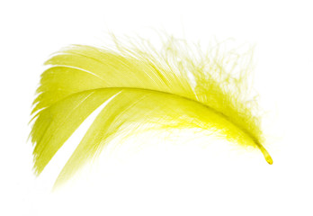 A beautiful yellow feather on a white background