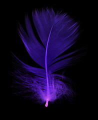Blue feather on a black background