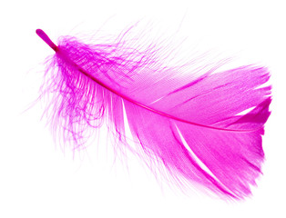 violet feather on a white background