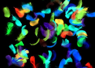 Multi-colored feathers on a black background