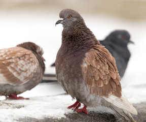 Pigeon sits on white snow in winter