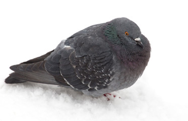 Pigeon sits on white snow in winter