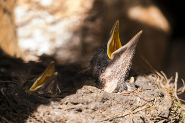 Vogel,Junges, Nest, Tier