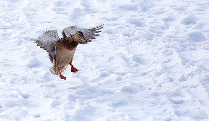 Duck flying against white snow in winter