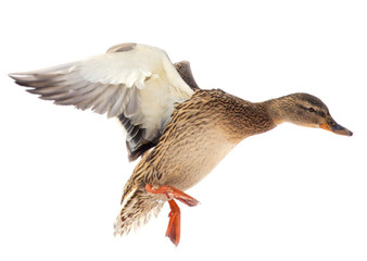 Duck in flight on a white background