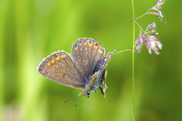 Butterlfy Cacyreus marshalli macro