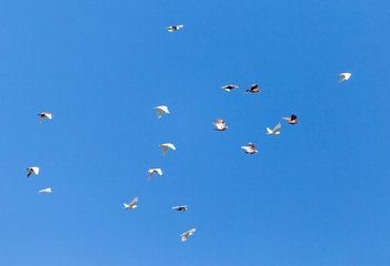 A flock of pigeons are flying in the blue sky