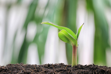 Seedlings of banana tree on soil in the vegetable garden.