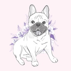 French bulldog, sitting in front of white background