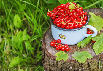 Red currant in a metal mug on the street