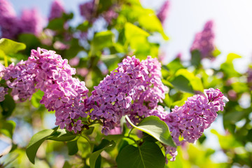 Obraz premium Lilac flowers on a tree in spring
