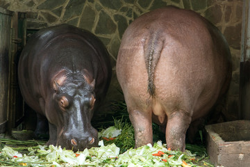 A pair of hippopotamus standing in a stable in the Zoo. A couple of hippos feed on vegetables.