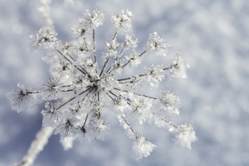 Beautiful frozen plant on an early frosty, sunny morning, on a blurred background.
