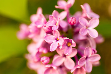 Naklejka na ściany i meble Lilac flowers on a tree in spring