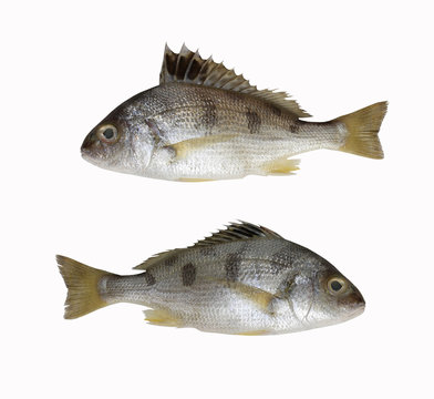 Fresh LINED SILVER GRUNT fish isolated on white background.