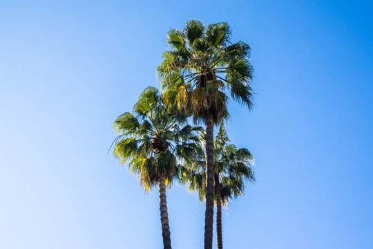 Three green palms in front of beautiful blue sky