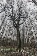 Dickster Baum Karlsruhes