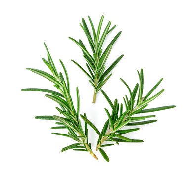 rosemary isolated on white background