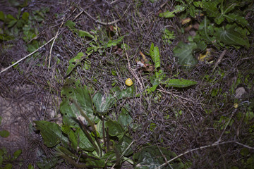 Little yellow snail crawling on green leaf in garden.