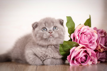 Cat background with bouquet of rose