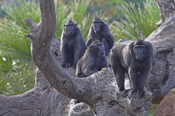 Obraz na płótnie Canvas Siyah makak , Macaca nigra