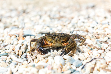 Crab came out to bask on a summer warm beach