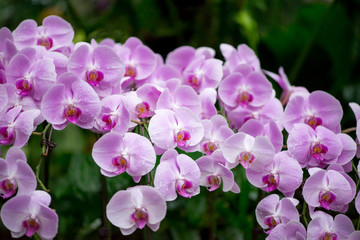 Close-up detail of a bunch of pale pastel purple and white orchid flowers with misty rain droplets, on a dark green forest background. Shallow depth of field. Singapore. Travel and nature concept.