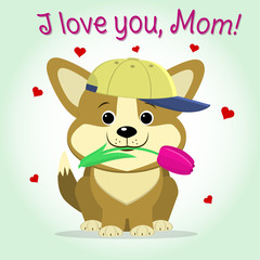Puppy Corgi keeps a pink tulip, cartoon style. Congratulations. Happy Mother's Day.