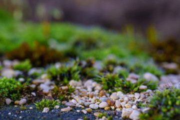 Mosses are small flowerless plants that typically grow in dense green clumps or mats, often in damp or shady locations. confused with lichens, hornworts, and liverworts. Division Bryophyta. Macro moss