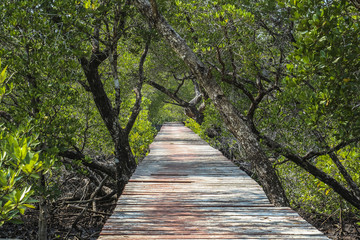 Obraz premium Path through mangrove forest on Koh Chang, Thailand