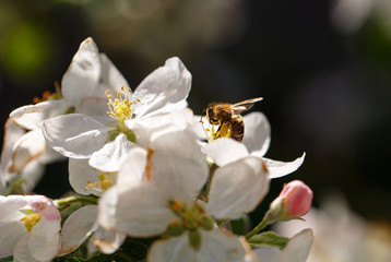 Honey bee flying on Cherry Blossom