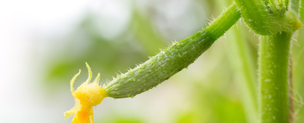 Growing cucumbers in the garden.