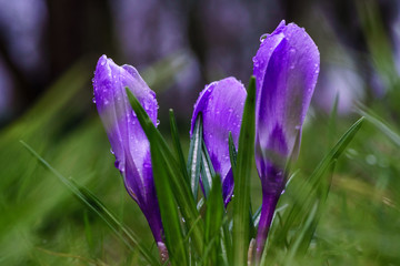 Spring season in Europe with a Crocus Bud flower. The crocus is one of the first flowers to emerge in the spring.