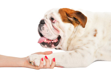 Handshake of a woman and an English bulldog, isolated on a white background