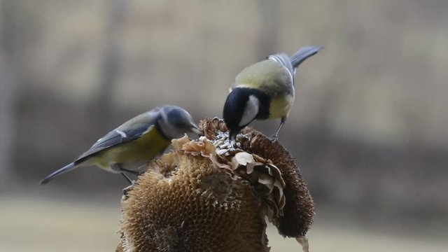 cinciarella cinciallegra fringuello