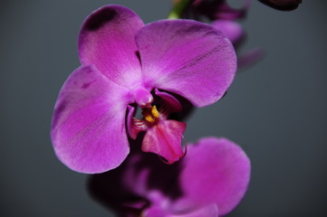 Naklejka na ściany i meble orquídeas