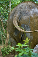 Elephant Close Up and Personal