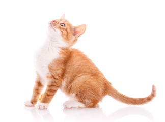Cute orange kitten looking up.
