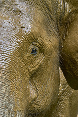 An eye of an Elephant