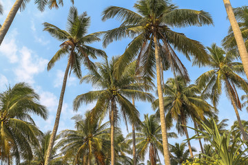 Fototapeta na wymiar Palm trees on Koh Chang, Thailand
