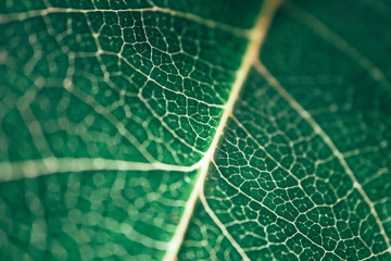 Tree leaf veins close up, natural background. Colorful green bright leaf macro view, backdrop.