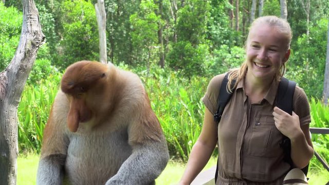 Female Tourist Posing for Photo with Proboscis Monkey Endangered Endemic Borneo Animal