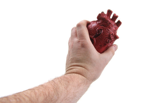plastic human heart isolated