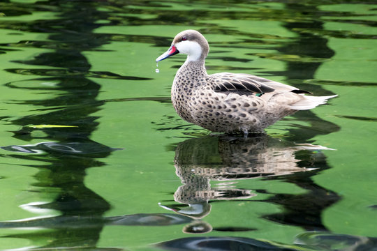 Female duck on the water of a lake