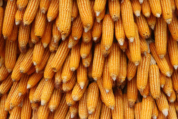 yellow corn seeds is raw material produce agriculture vegetable organic food background