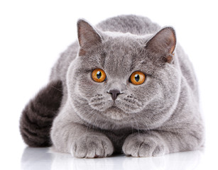 Portrait gray cat British straight with yellow eyes on white
